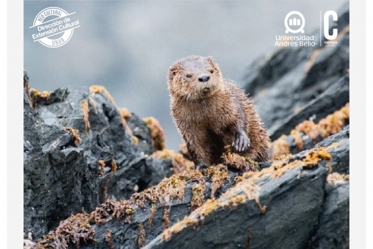 chile sumergido la riqueza oculta del oceano llega a san pedro de la paz