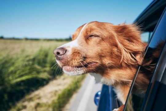 los perros viven mas que nunca como adaptar su alimentacion para una vejez saludable