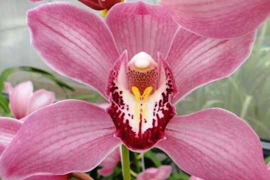 Orquídeas Biobio